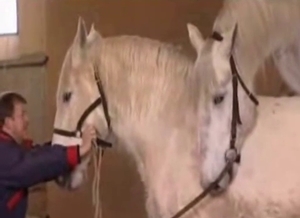 Large horses are having sexual entertainment in the barn