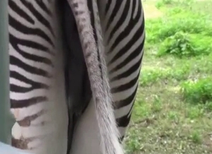 Wild animals are enjoying intensive anal sex