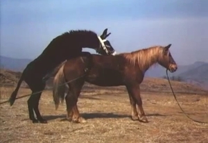 Pair of stallions decide to have some outdoors entertainment