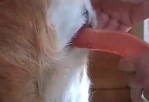 Doggie gets fucked by a red sex toy