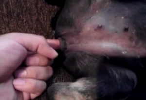 Pupper gets his lovely asshole stimulated