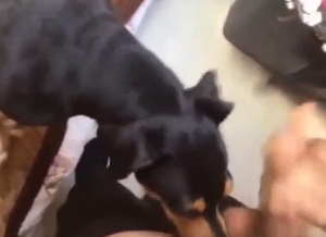 Dude is going to enjoy a black dog licking dick