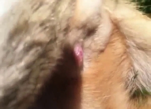 Close-up footage showing a cat's sexy ballsack