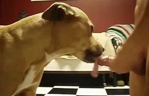 A tight hole of a mutt gets totally banged by a horny lad