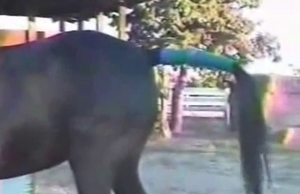 The big cock of a horse gets played with in this video