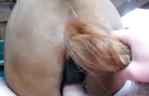 Sexy horse likes dirty sex in the local barn