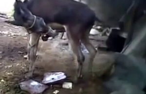 If you love looking at animal cocks