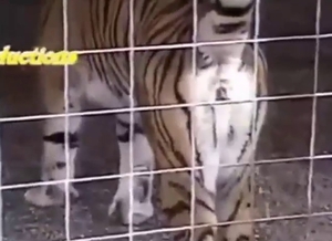 Big cat fuck clips with the sexiest animals