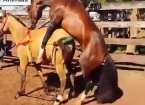 Bestiality porn with horses fucking hard AF