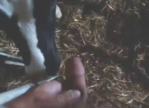 Right in the cow's mouth, this dude is kinky