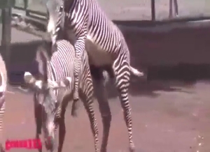 Totally shaped body of a zebra gets used