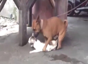 What gives: dog is going to fuck a sexy cat