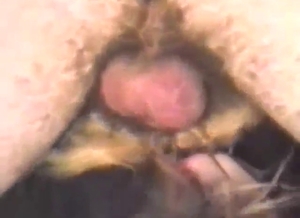 That dog should be squirting as he fucks her