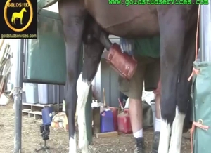 Lusty stallion is using that toy big time