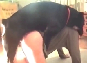 Guy can do no wrong with a dog cock in his ass