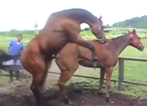 Animal porn scene with plenty of beast banging