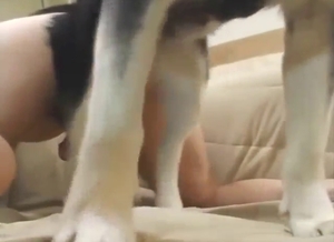 Zoophile porn with a Husky that fucks that ass