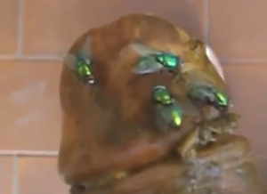 Dude is happy to have fly larvae cover his dick