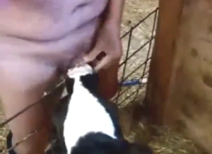 Cow with a kinky tongue pleasing this motherfucker
