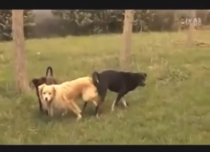 Sexy session with two dogs that get off together