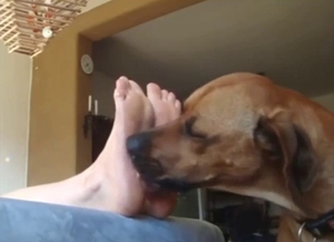 Dog with a foot fetish is worshipping those soles