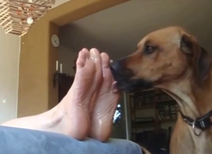 Dog with a foot fetish is worshipping those soles