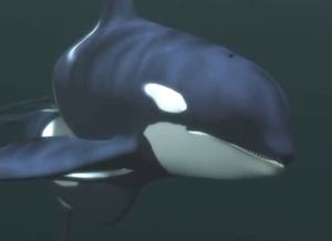 Orga gay fucking with moans and deep thrusts