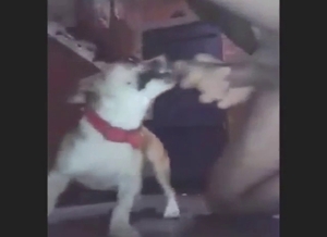 His canine GF loves the girth of his human dong