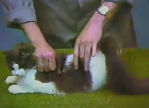 Animals being showcased, wet cat pussy is here