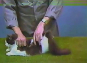 Animals being showcased, wet cat pussy is here