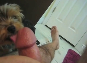 Dude is showing the way he oral-fucks Yorkie