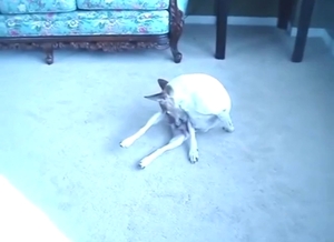 Dog jerking off to make its cock fucking explode