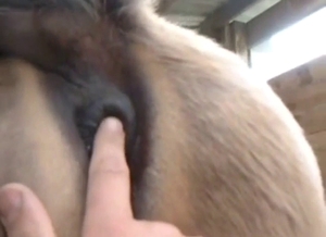 Stallion fingering: POV anal, dark implications