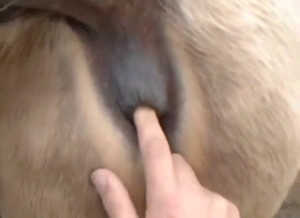 Stallion fingering: POV anal, dark implications
