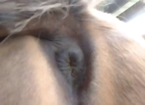 Stallion fingering: POV anal, dark implications