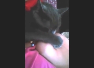 Black cat falls in love with a human titty here