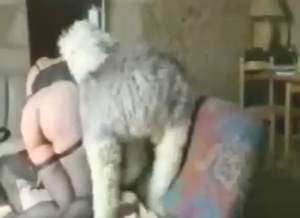 French lady in fishnets gets fucked by a doggo