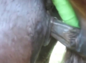 Pony porn scene with a hung beast gaping hole