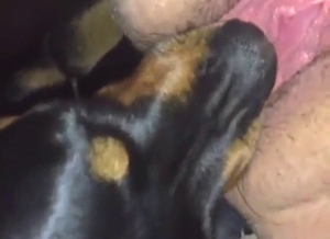 Dog is going to worship a human pussy up close