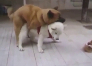 Adorable animals in bestiality porn with orgasms