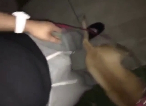 Cock licking in bestiality with a horned-up dog