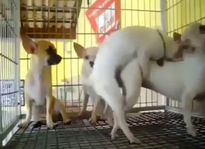 Chihuahua fucking with two white animals in HD