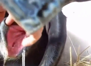 Cow in heat is going to get its pussy pleased