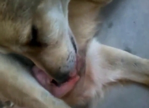 Dog's nice dick is going to get stroked in POV