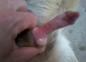 Dog's nice dick is going to get stroked in POV