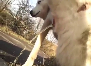 Bitch-ass Husky dog getting fucked by a hot dude